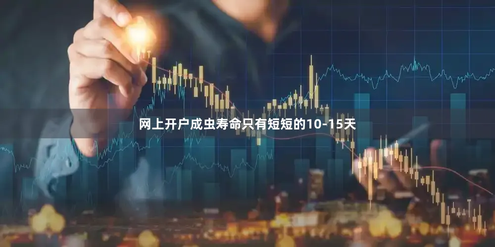 网上开户成虫寿命只有短短的10-15天